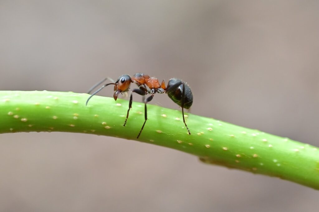 Maison infestée par les fourmis : guide ultime pour les éliminer